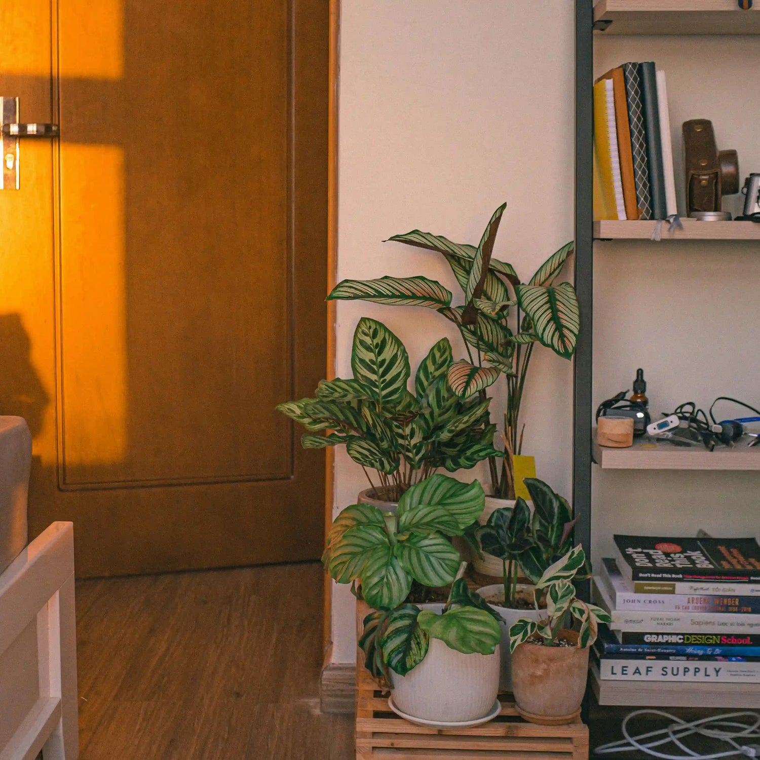 Live Plants