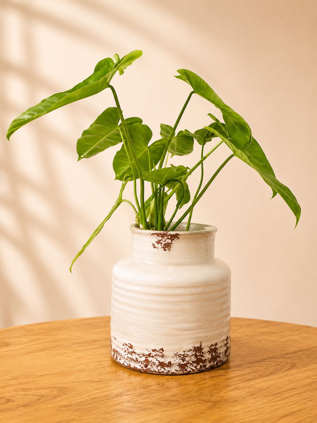Vintage Cream Jar planter