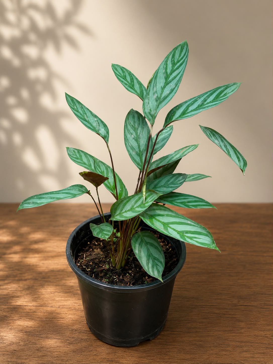 Calathea setosa (Live Plant)