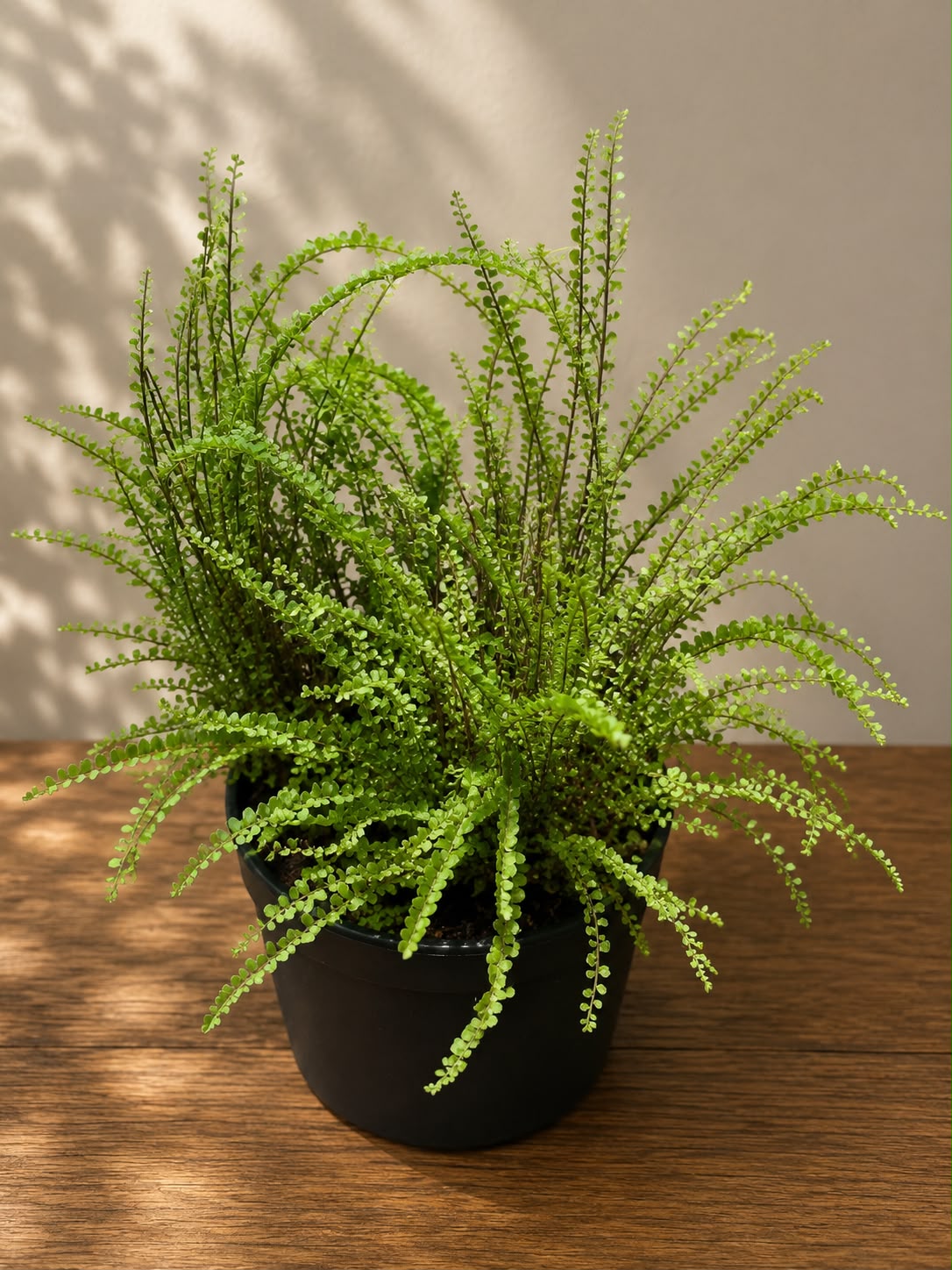 Button Fern (Live Plant)