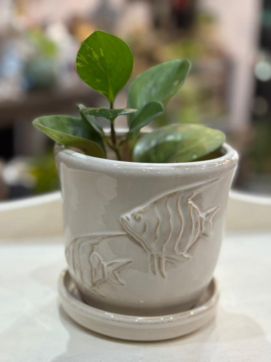 Ceramic Pot & Plant