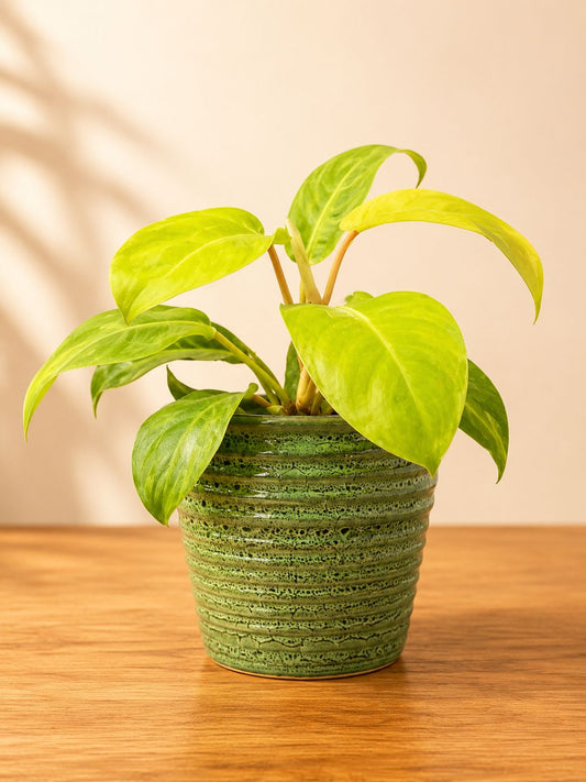 Verdant Glaze Ribbed Pot