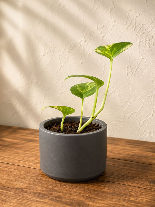 Graphite Minimal Cylinder Pot