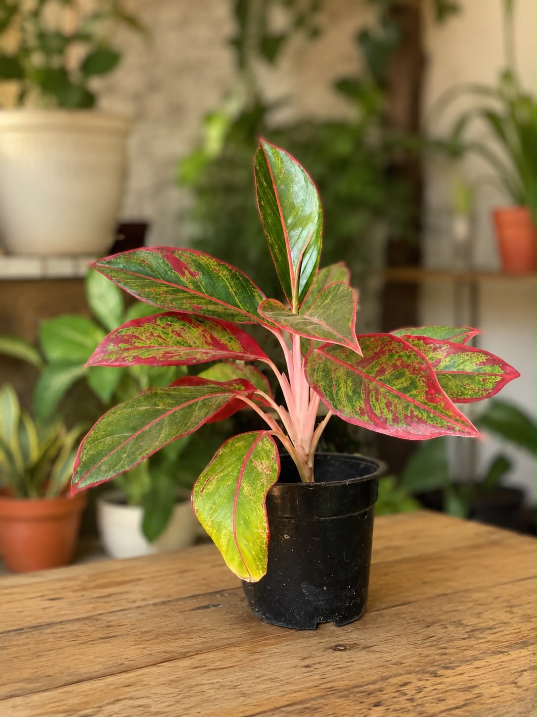 Red Aglaonema (Chinese Evergreen)