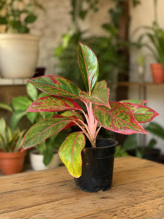 Red Aglaonema (Chinese Evergreen)