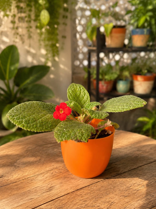 Flame Violet (Episcia cupreata)