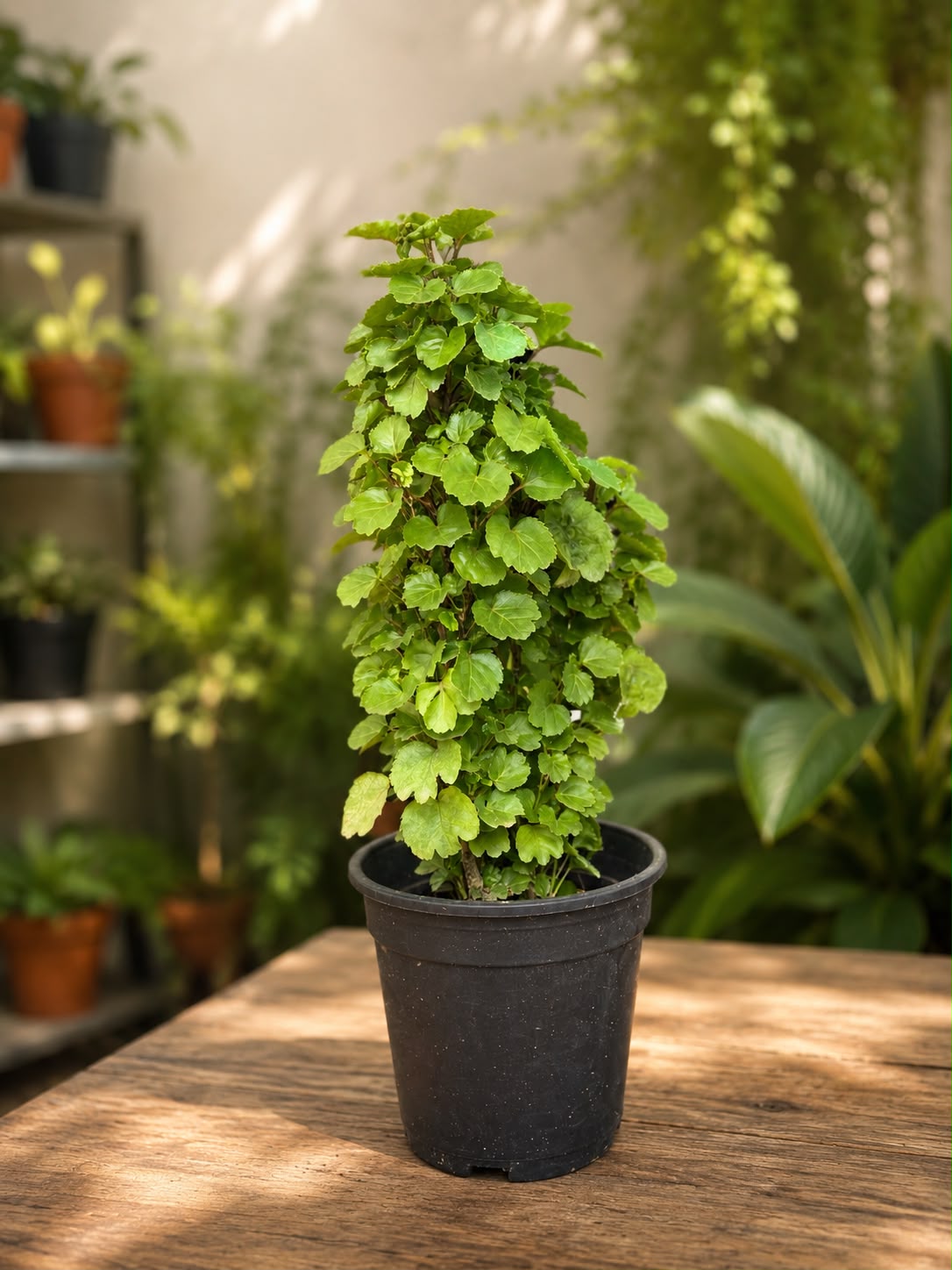 Green Balfour Aralia (Polyscias balfouriana)