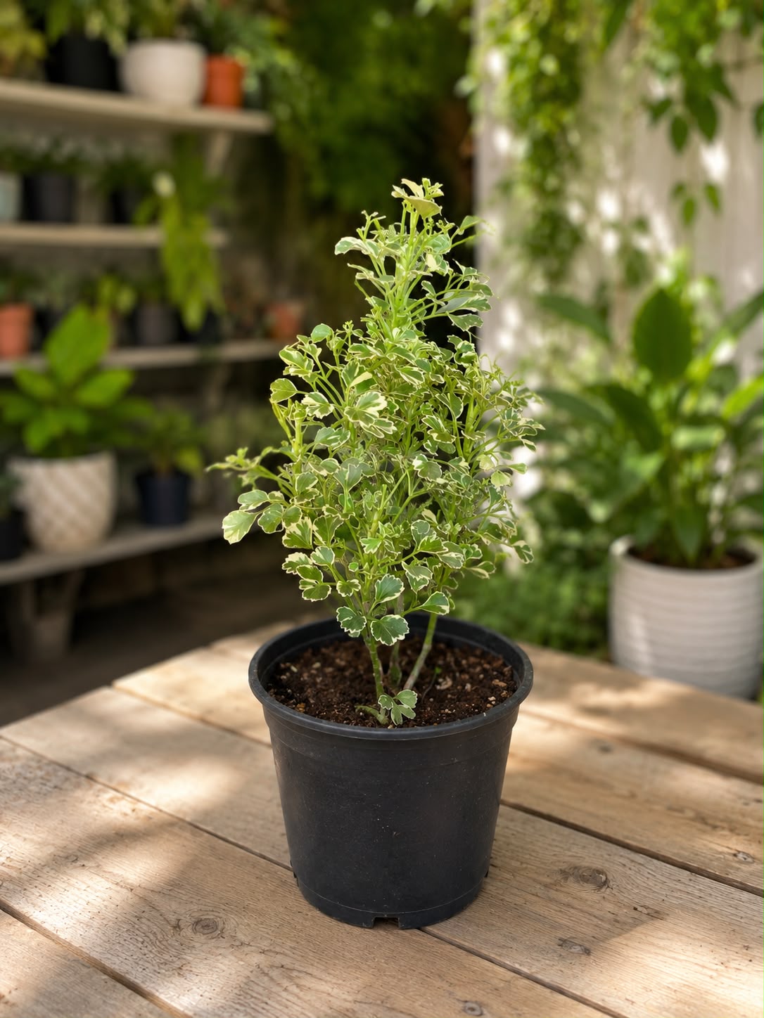 Variegated Balfour Aralia