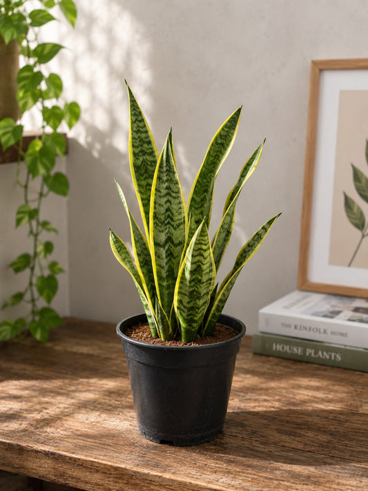 Snake Plant (Live Plant)
