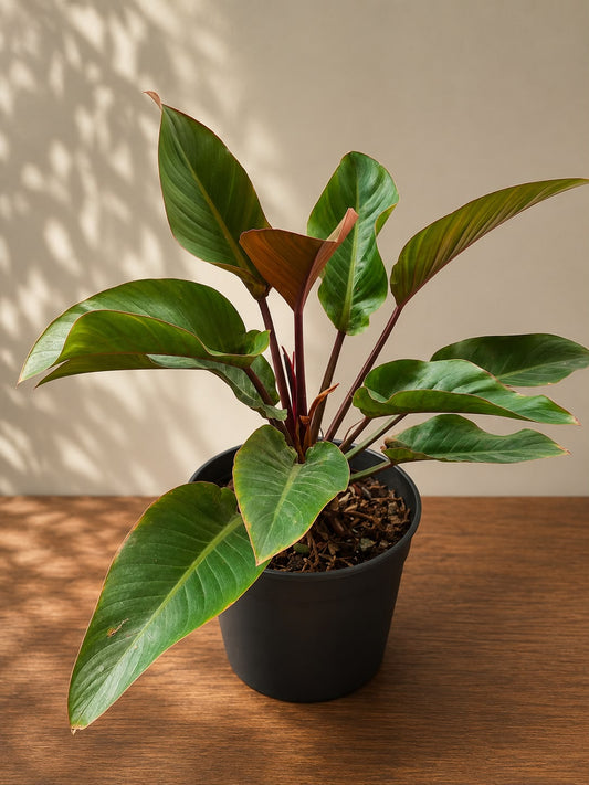 Philodendron Rojo Congo (Live Plant)