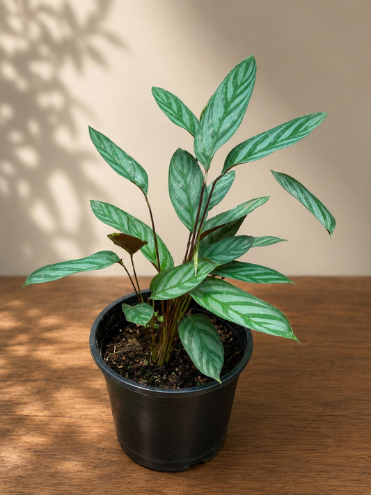 Calathea setosa (Live Plant)