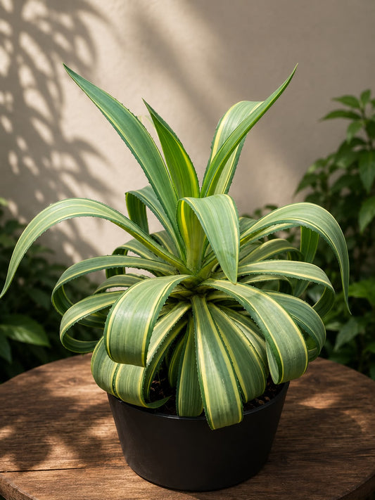 Variegated Spider Agave (Live Plant)