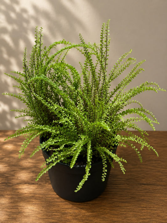 Button Fern (Live Plant)