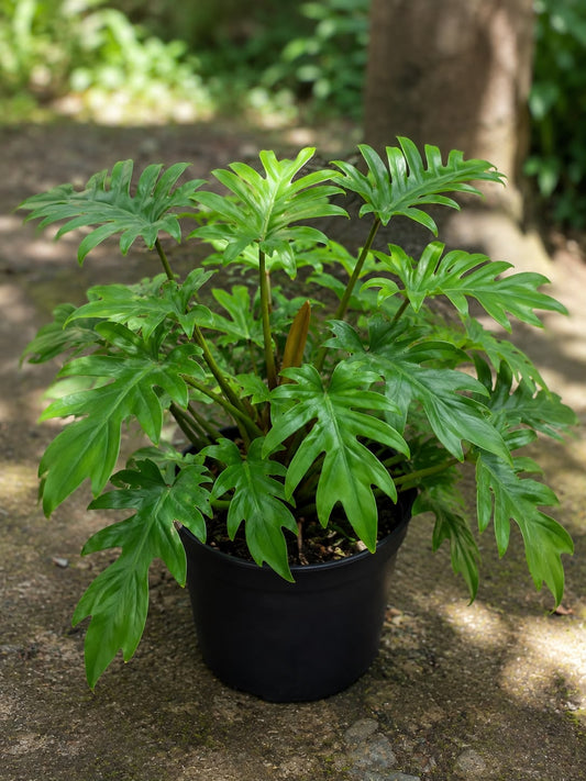 Philodendron Xanadu (Live Plant)
