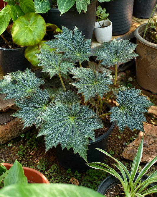 Silver Rex Begonia (Live Plant)