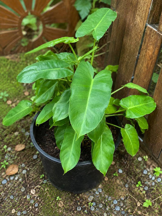 Philodendron Burle Marx (Live Plant)